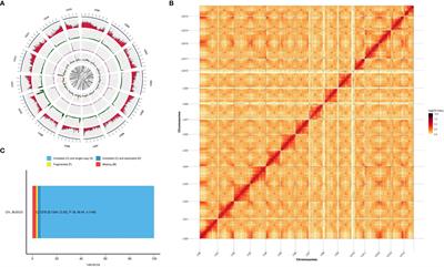 High-quality genome assembly and comparative genomic profiling of yellowhorn (Xanthoceras sorbifolia) revealed environmental adaptation footprints and seed oil contents variations